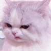 Kitten's Mood 11