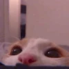 MEOW 12