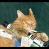 Kucing tetangga 12