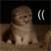 Cats 18