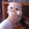 MEOW 13