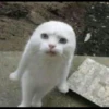 Kucing tetangga 13