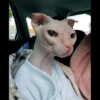 gatto depilato 10