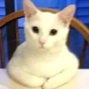 Pussy 14