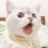 Expressive Cat 19