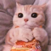Kitten's Mood 12