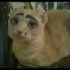 Kucing tetangga 14