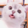 Kitten's Mood 13