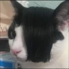 Kucing tetangga 15