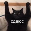 Cats 20