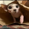 gatto depilato 11