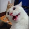 Kucing tetangga 16