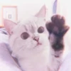 Kitten's Mood 14