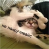 Cats 21