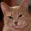 Pussy 15