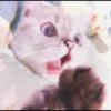 Kitten's Mood 15