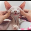 gatto depilato 12