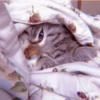 MEOW 14