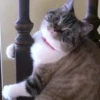 Pussy 16