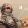 Cats 22