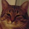 Pussy 17