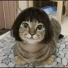Kucing tetangga 17