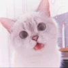 Kitten's Mood 16