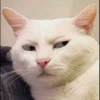 Kucing tetangga 18