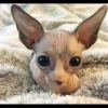 gatto depilato 13