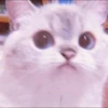 MEOW 15