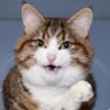 Pussy 19