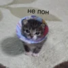 Cats 23