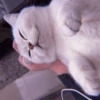MEOW 16