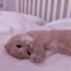 MEOW 17