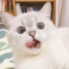 Expressive Cat 23
