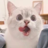 Expressive Cat 24