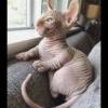 gatto depilato 15