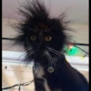 Kucing tetangga 19