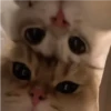 Cats 24