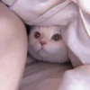 MEOW 18