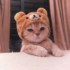 Kitten's Mood 18