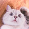 Kitten's Mood 19