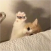 Cats 25