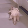 MEOW 19