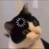 Kucing tetangga 20