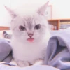 Kitten's Mood 20