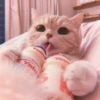 Kitten's Mood 21