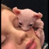 gatto depilato 16