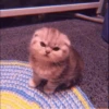 MEOW 20
