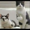 Kucing tetangga 21